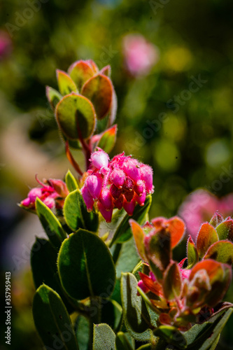 Beautiful Pink Spring Flower