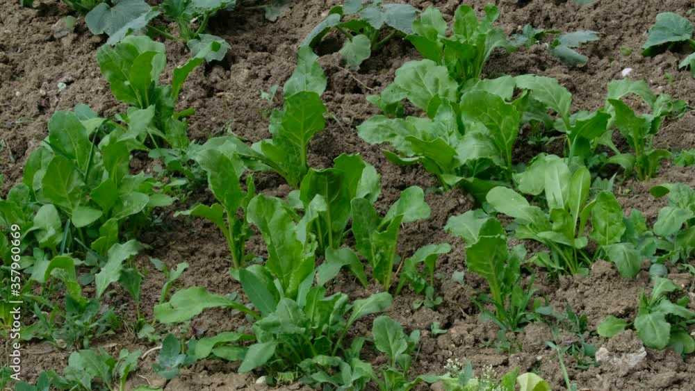 sugar beet plant that begins to mature in the garden, sugar beet plant in the hobby garden, sugar beet plant that begins to mature in the garden, sugar beet plant in the hobby garden,