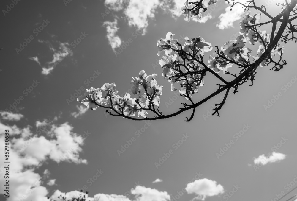 Springtime sky framed by cherry blossoms. Blue sky with clouds , trees and branches. Looking upwards and on-wards. Inspirational nature.