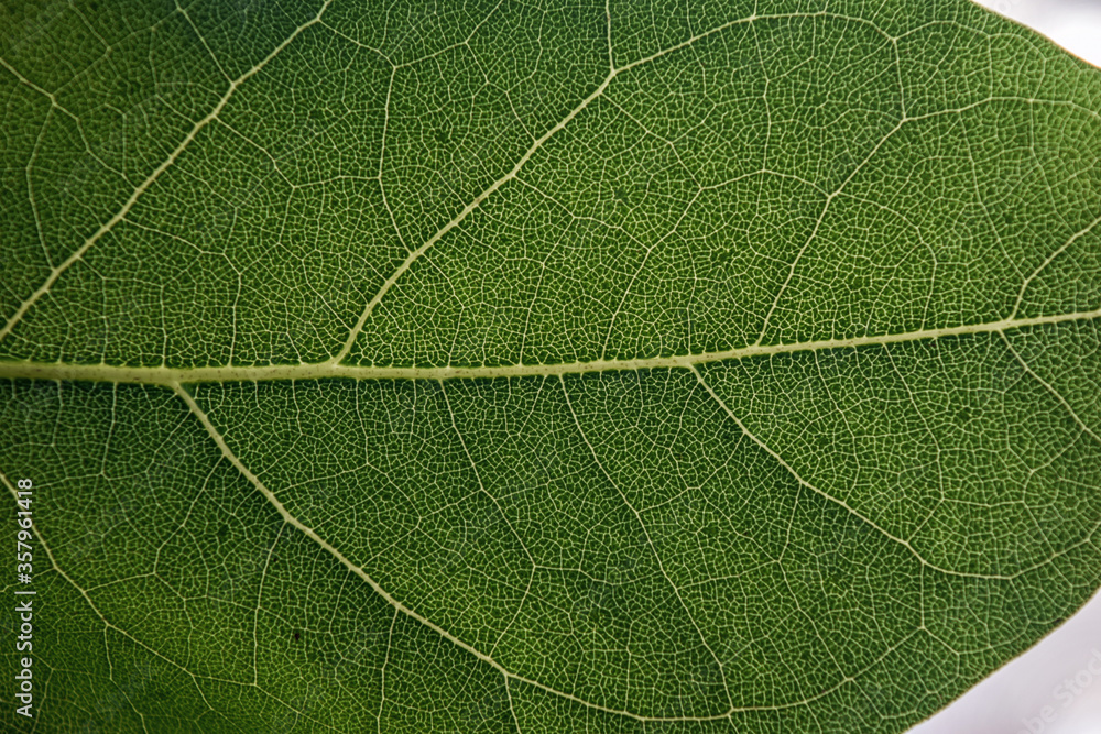 leaf texture leaf texture