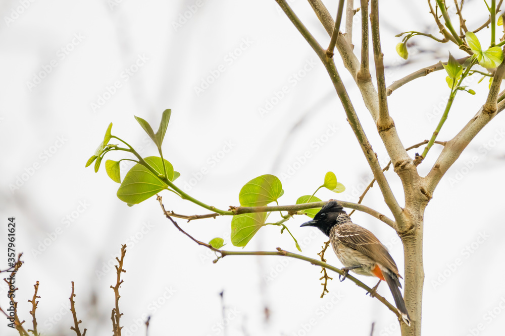 Obraz premium Red-vented Bulbul (Pycnonotus cafer) perching on a twig with leaves