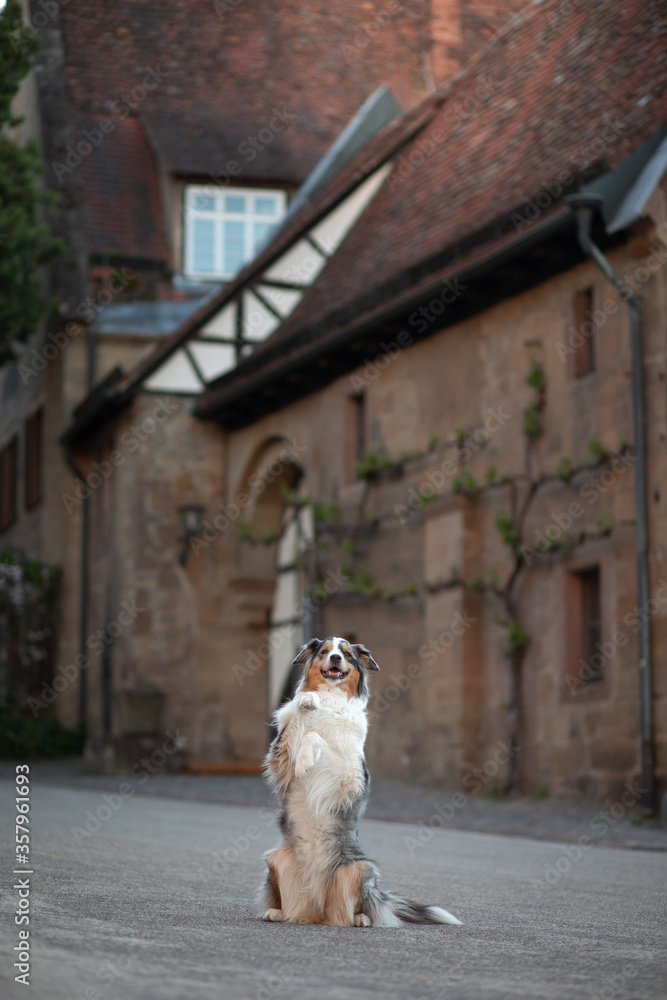 dog on the background of half-timbered houses. Pet in the city.