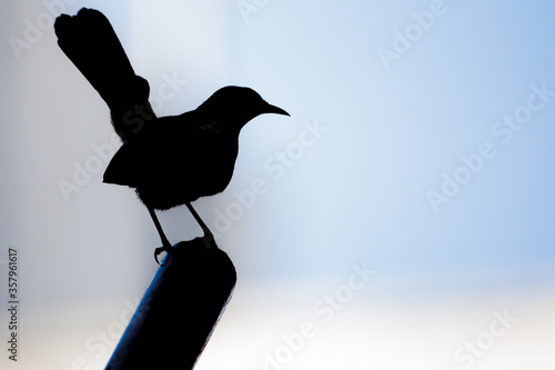 Silhouette of Indian Robin (Copsychus fulicatus) perching on a pole photo