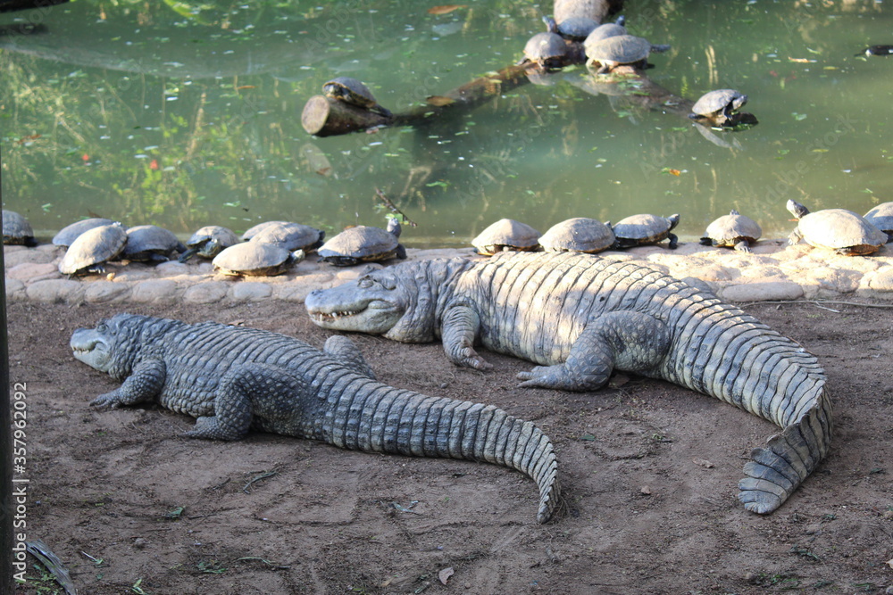 Fototapeta premium alligator in the swamp