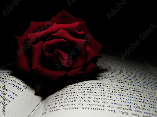 close-up of red rose on book