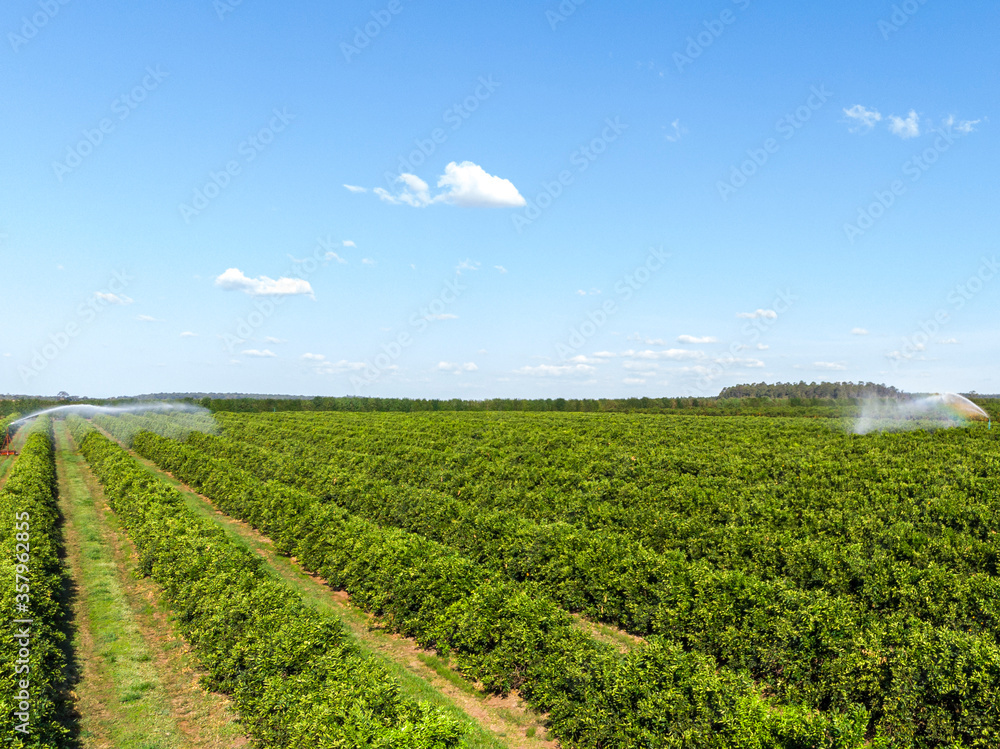 Irrigation in orange plantation on sunny day in Brazil