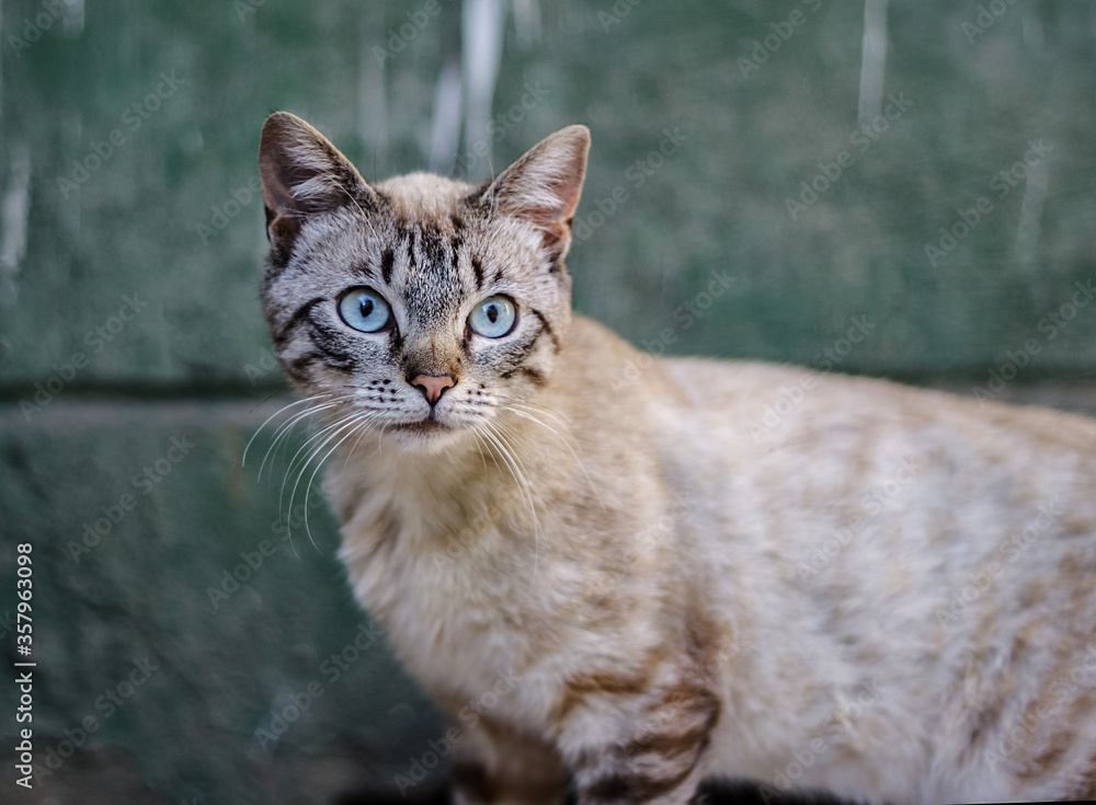  cute  homeless cat with light blue eyes on the ground near house looks at the photographer with a piercing look. Its sunny summer weather outside.