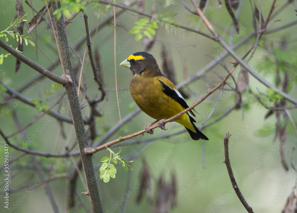 Male evening grosbeak in tree looking away. Male evening grosbeak in tree looking away.