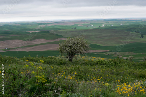 Steptoe Butte part of the Palouse hills. 