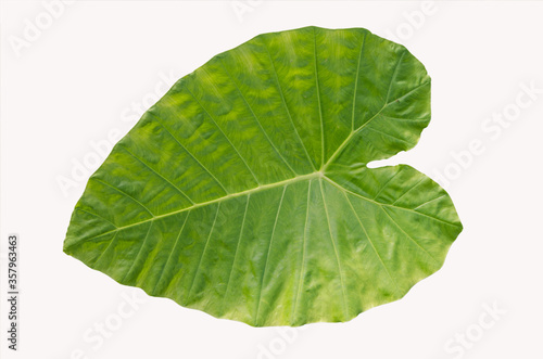 Top view of ear elephant leaf close up