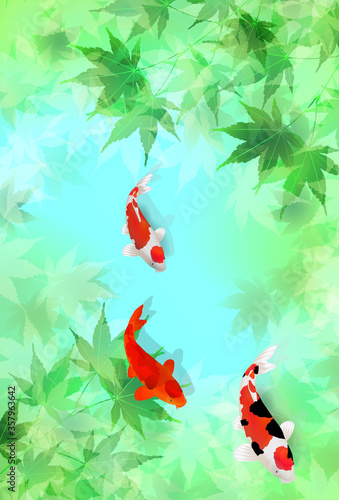 もみじ　暑中見舞い　鯉　背景