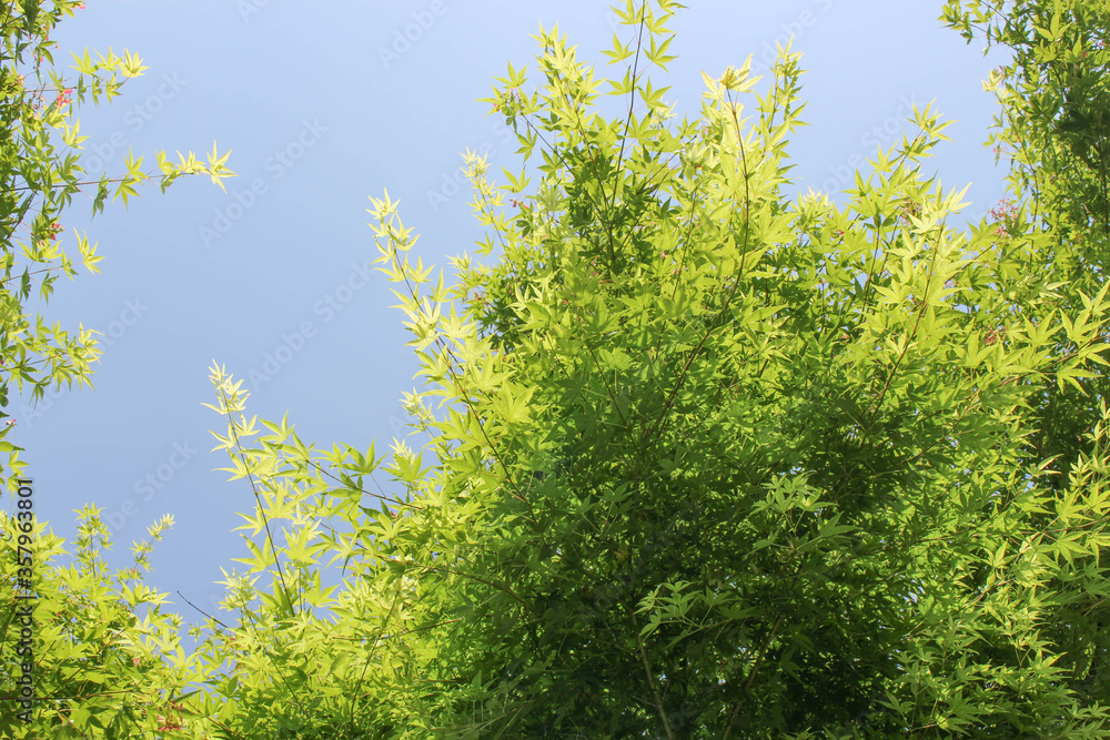 Fototapeta premium Forest and sky in Japan