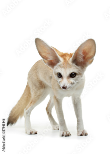 fennec fox on a white background in studio