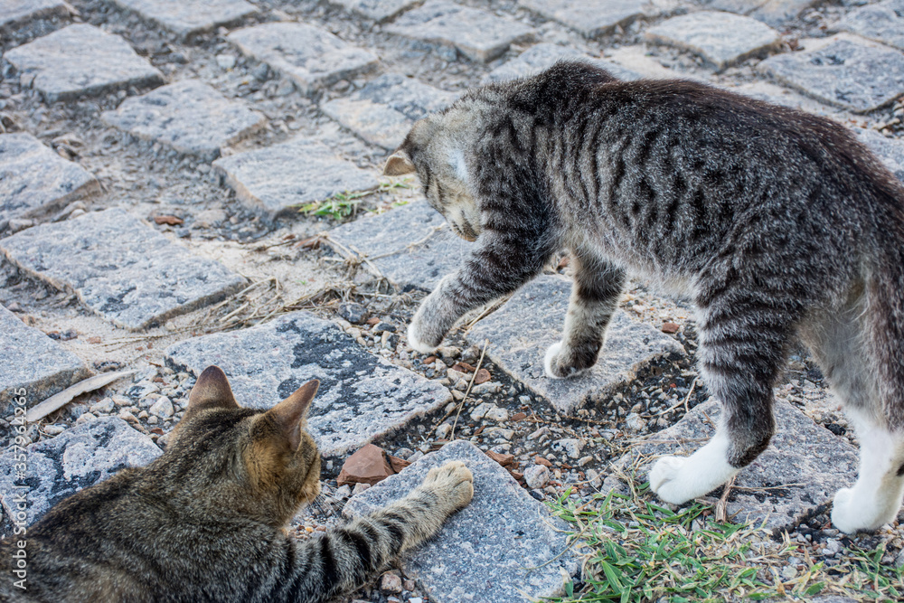 Fototapeta premium Stray cat hunting small animals