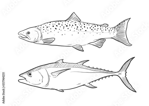 Hand drawn Fish Collection in black and white for coloring page, Salmon and Tuna fish vector illustration drawing.