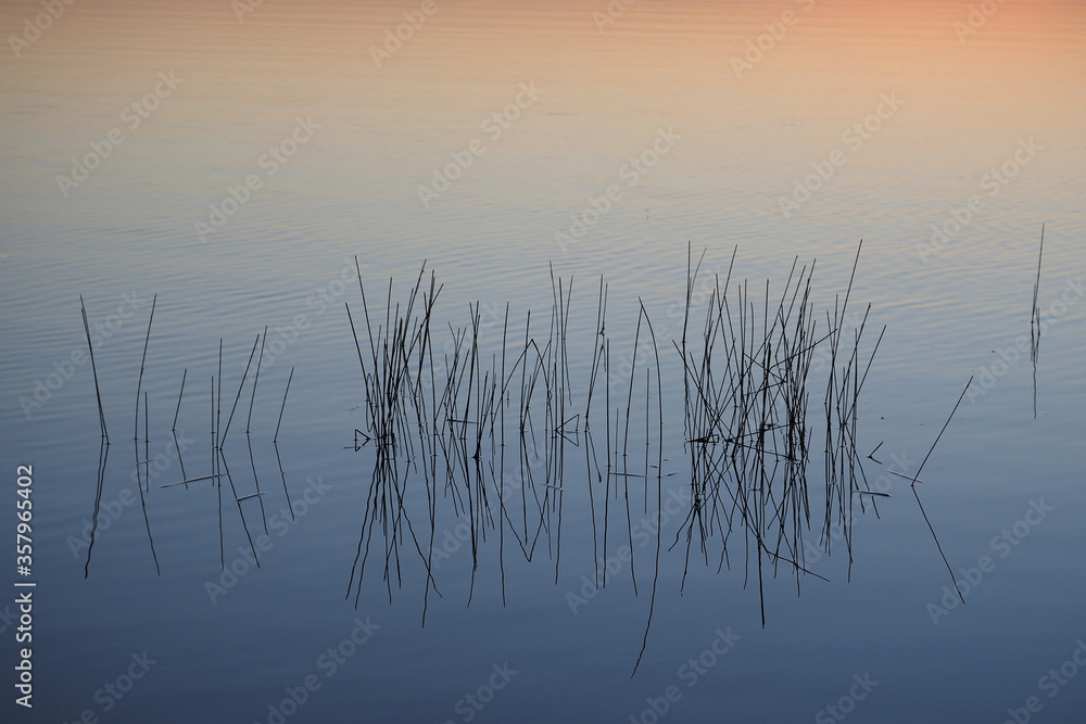 Reeds in water at sunrise in Nine Mile Pond in Everglades National Park, Florida. Reeds in water at sunrise in Nine Mile Pond in Everglades National Park, Florida.