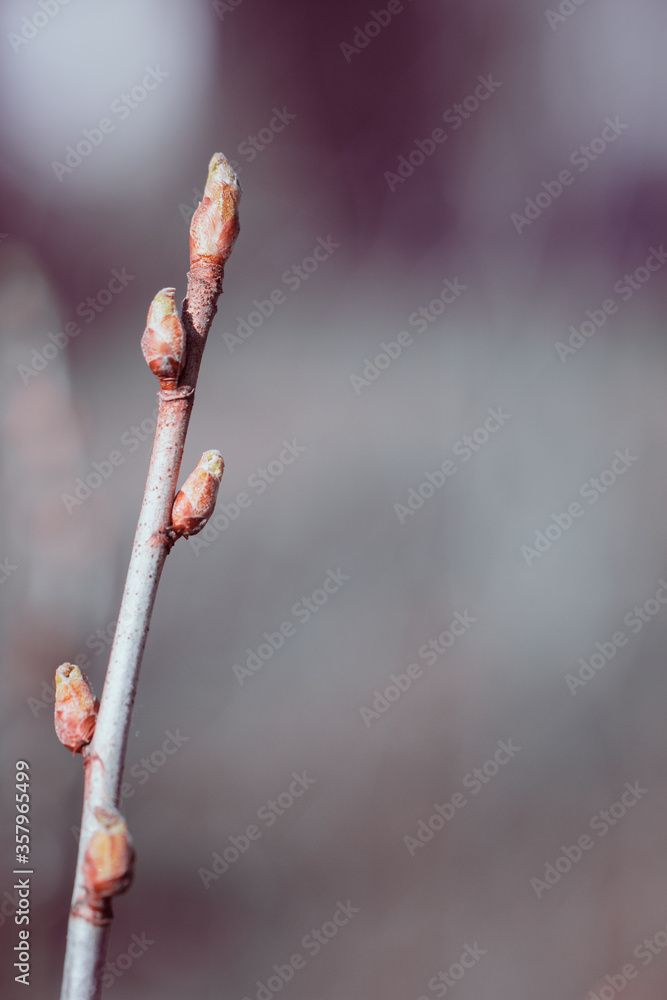 Growth buds on a branch Growth buds on a branch