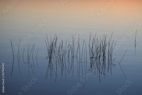 Reeds in water at sunrise in Nine Mile Pond in Everglades National Park  Florida.