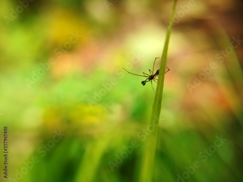 An ant sitting on a plate © ALDRIN JOSEPH