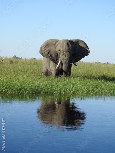 Photography Vertical shot of an elephant reflected in the water in Okavango Delta in Botswan
