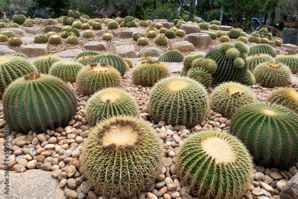 Many cactus in the garden