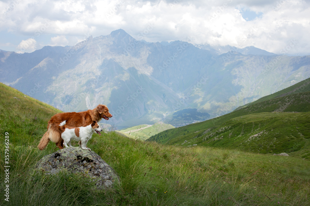 two dogs in travel. Mountain view. landscape with a pet