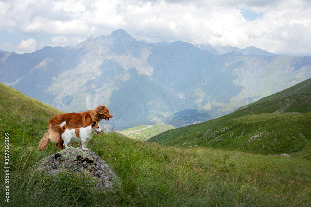 two dogs in travel. Mountain view. landscape with a pet two dogs in travel. Mountain view. landscape with a pet