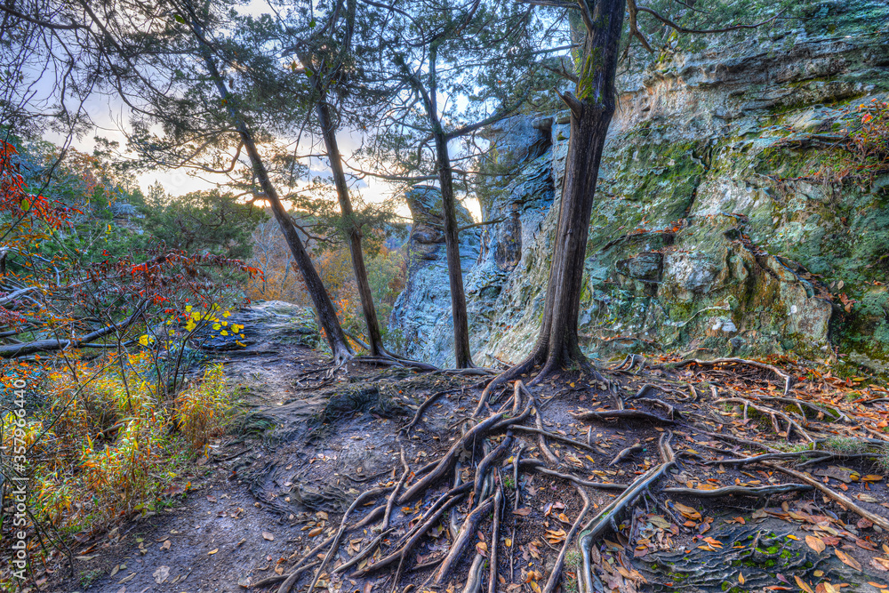 Fototapeta premium big cedar in the autumn mountains at twilight