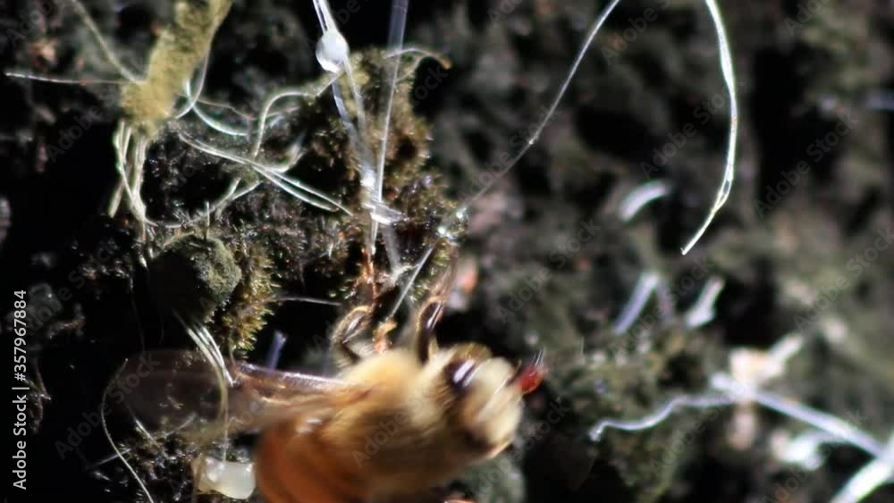 Abelha coletando melato na árvore bracatinga para produzir mel - Urubici, Santa Catarina, Brasil