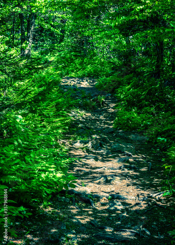 path thru the forest