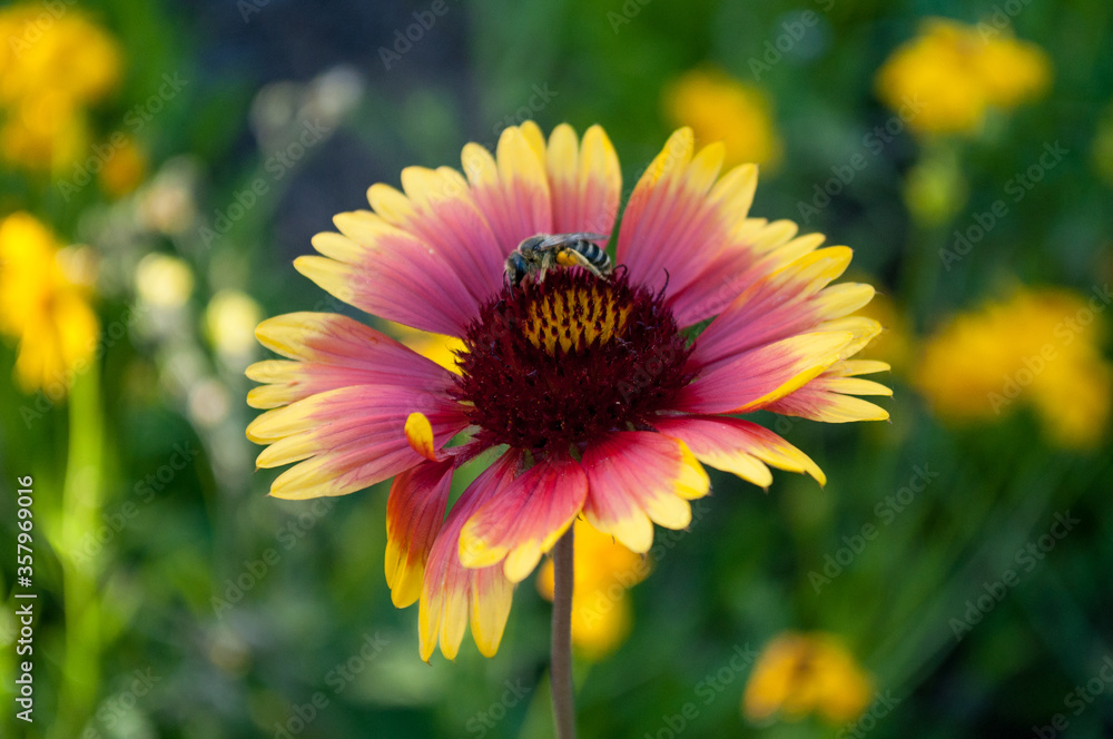 bee on yellow and red flower bee on yellow and red flower