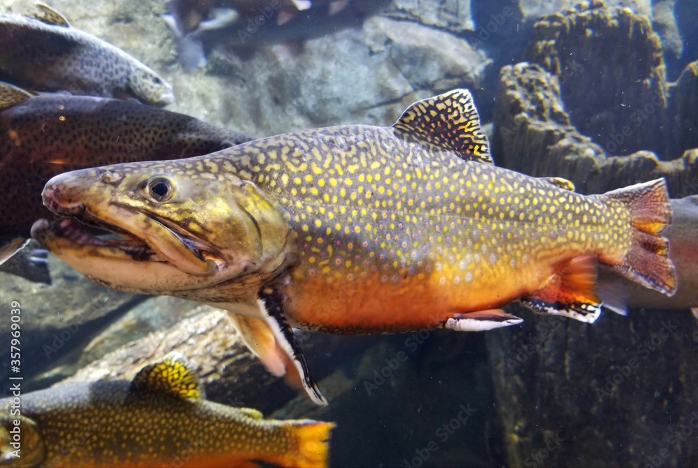 Close up of a rainbow trout inside an aquarium Close up of a rainbow trout inside an aquarium