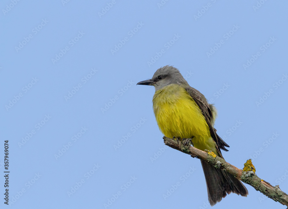 Fototapeta premium birds (Tyrannus melancholicus) Tropical Kingbird