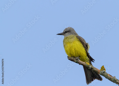 birds (Tyrannus melancholicus) Tropical Kingbird