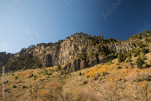 Flora. Panorama view of the rocky cliffs covered with Araucaria araucana or Monkey Puzzle trees, and the meadow in autumn.