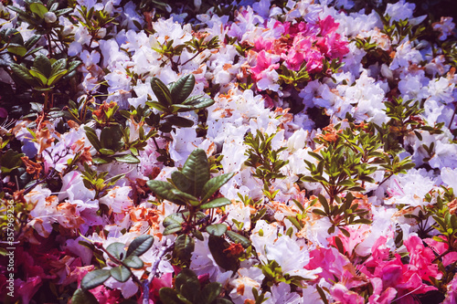 Photography Beautiful colorful flowers, city of Dublin Ireland.