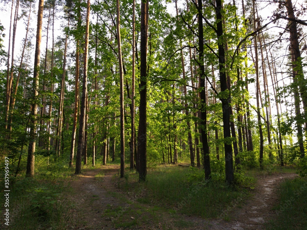 Obraz premium Path through a spring forest in bright sunshine