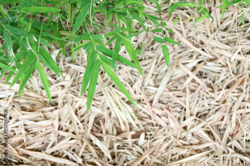 Green bamboo leaves spread over the fallen leaves