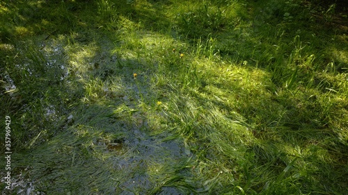 Waterlogged lawn with standing water in a large puddle after a heavy rain