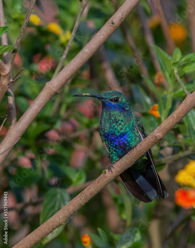 Hummingbird - Sparkling violet-ear (Colibri coruscans)