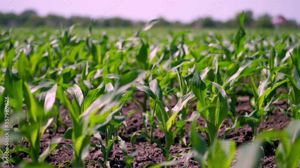 close-up, young green maize sprouts, shoots, swaying in wind in sunlight, on cornfield. corn planted in rows. Corn growing. Agriculture. eco farm, agricultural enterprise. close-up, young green maize sprouts, shoots, swaying in wind in sunlight, on cornfield. corn planted in rows. Corn growing. Agriculture. eco farm, agricultural enterprise.
