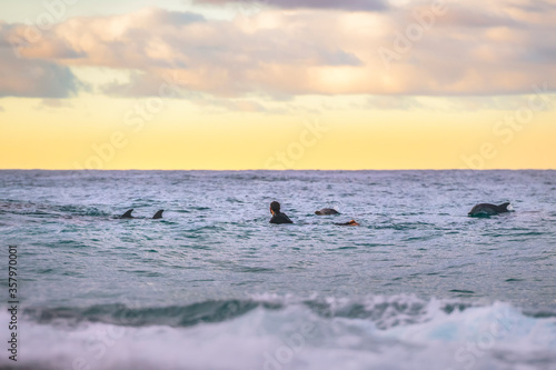 Surfer swimming with dolphins at sunrise, Sydney Australi