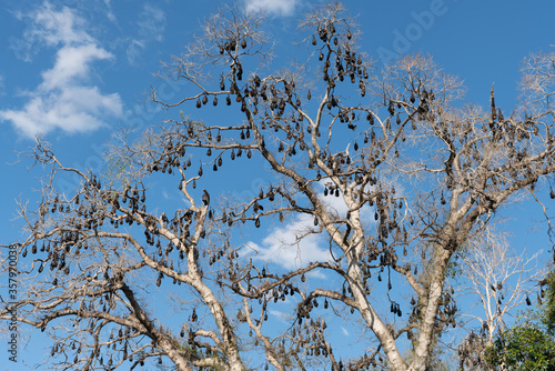 Schilderij op canvas Black Flying Foxes (Pteropus alecto) roosting in Lissner Park, Charters Towers,
