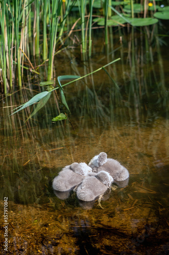 Three cygnets sleeping on the water in the pond