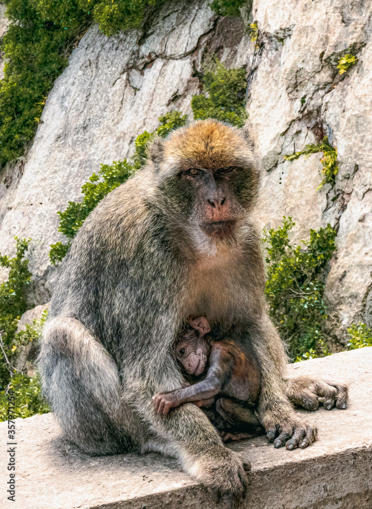 Naklejka premium mother and baby