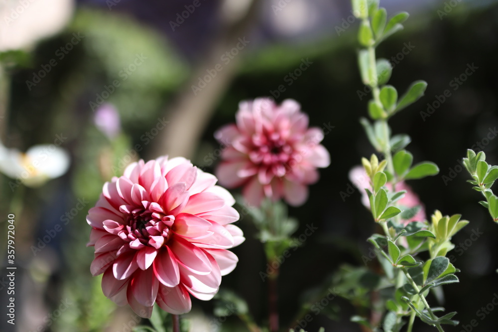 Fototapeta premium 庭のダリア