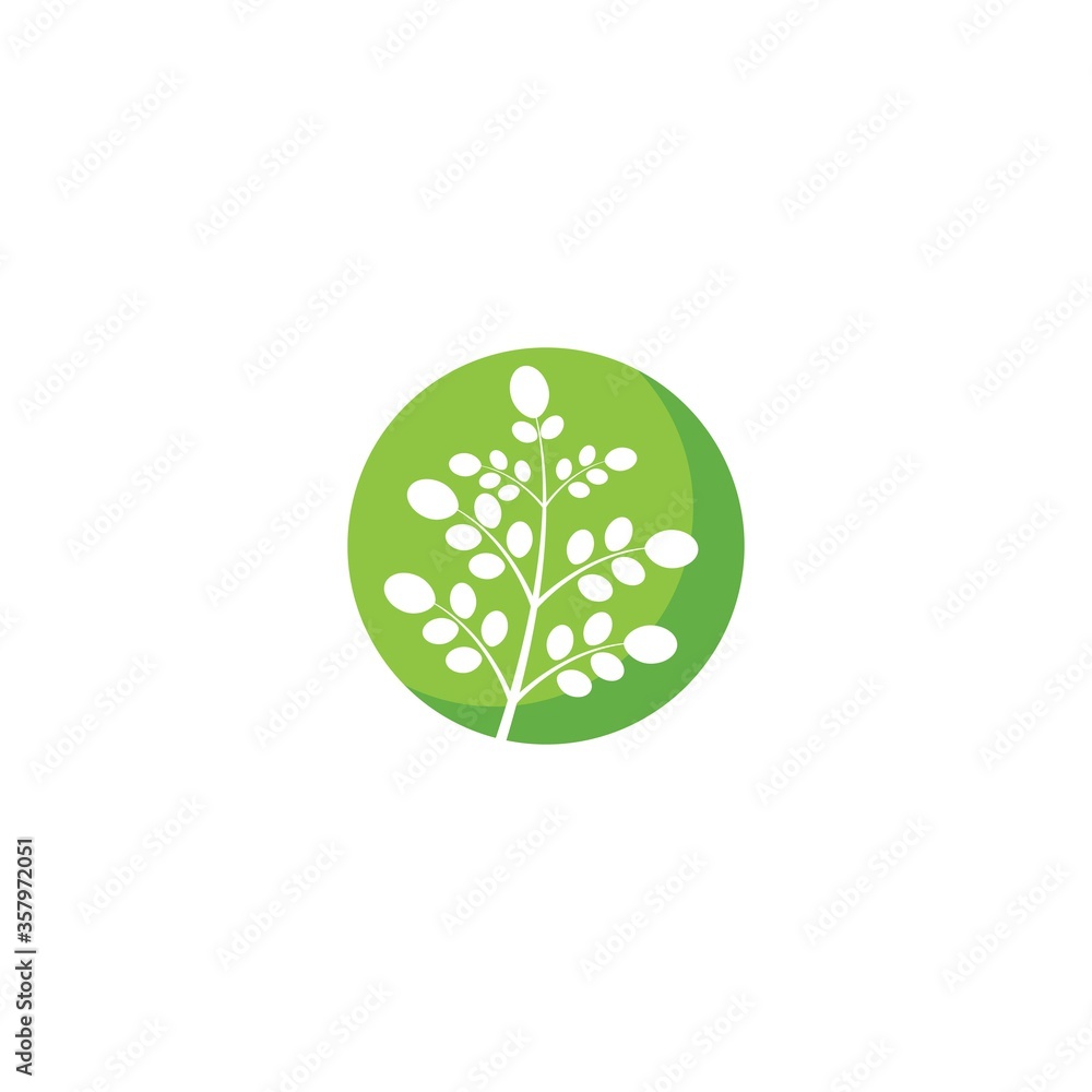 Fototapeta premium Moringa leaf illustration