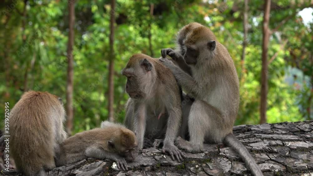 Wild long-tailed Macaque monkeys grooming each other Wild long-tailed Macaque monkeys grooming each other
