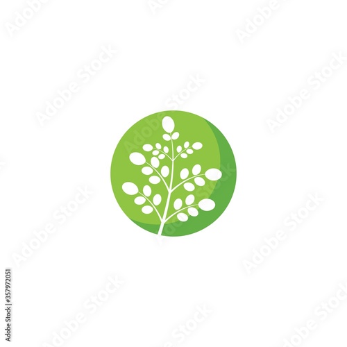 Moringa leaf illustration