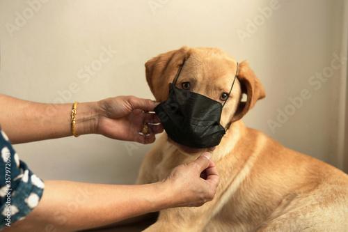 Woman owner’s hand wearing a hygienic black mask to yellow Labrador retriever mixed vizsla dog inside at home with natural golden sunlight for protect from pollution and covid-19 Coronavirus.